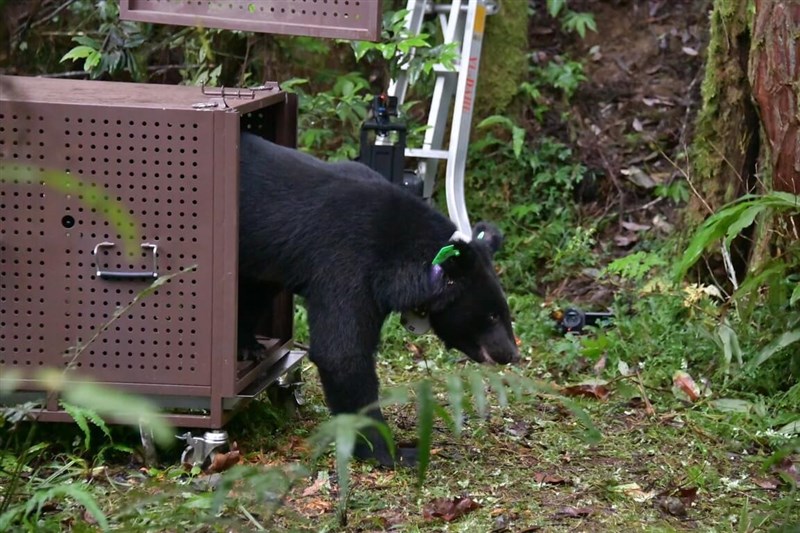FANCA releases a Formosan black bear with a tracking device on its neck back into the wild. Photo courtesy of FANCA