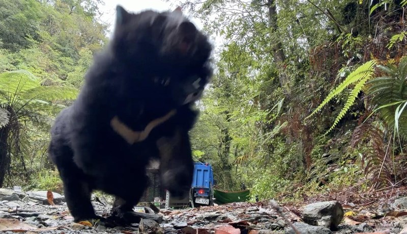 FANCA releases a Formosan black bear cub back into the wild with her mother. Photo courtesy of FANCA