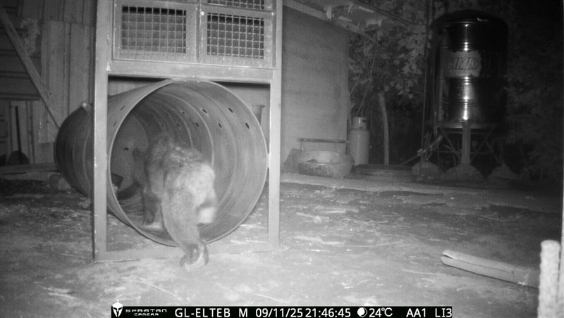 A Formosan black bear gets lured into a trap in late 2025 by FANCA. Photo courtesy of FANCA