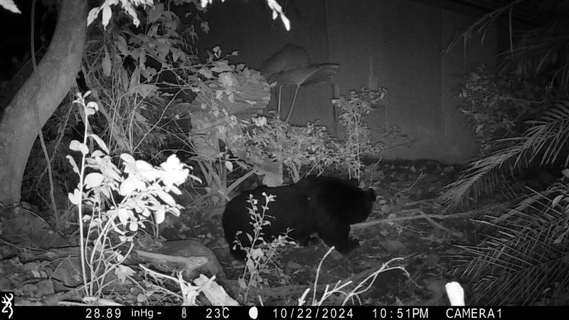 FANCA captures an image of a Formosan black bear after Hualien residents reported that some chicken farms were invaded by bears. Photo courtesy of FANCA