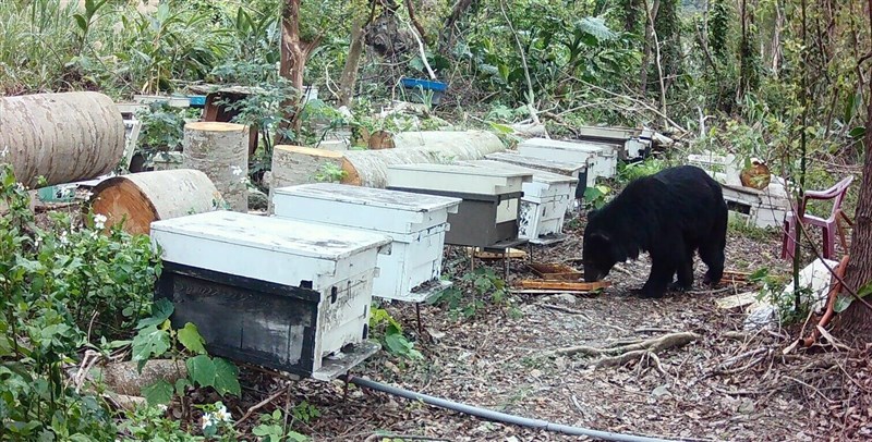 A Formosan black bear destroys a bee farm in Hualien County in 2025. Photo courtesy of FANCA