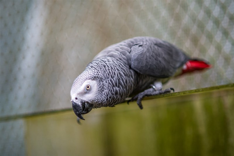 A grey parrot. Photo courtesy of the Taipei Zoo May 31, 2026
