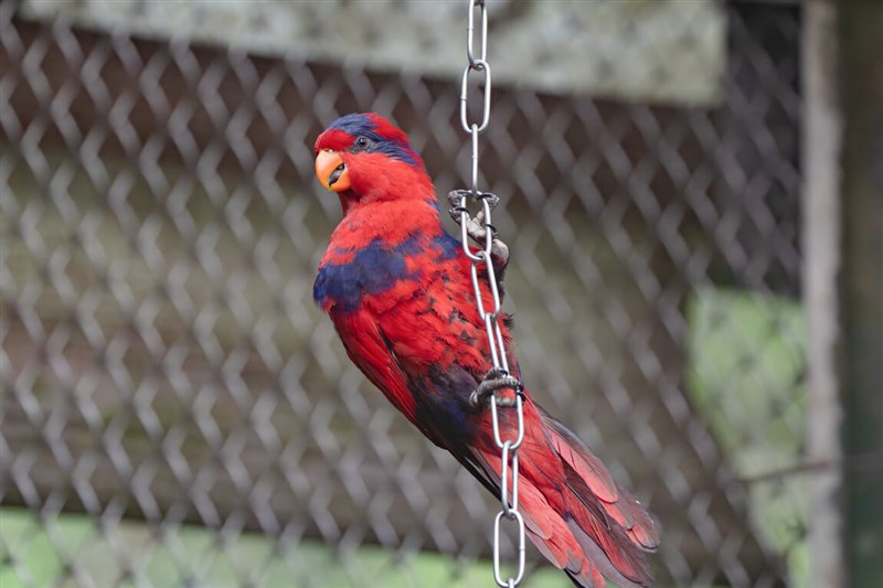 A red-and-blue lory. Photo courtesy of the Taipei Zoo May 31, 2026