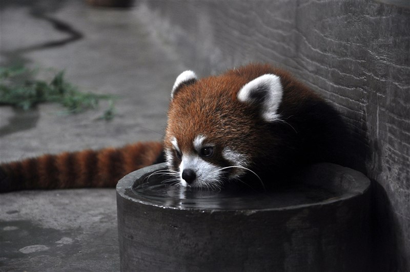 A red panda. Image by 颜彦 via Wikimedia Commons