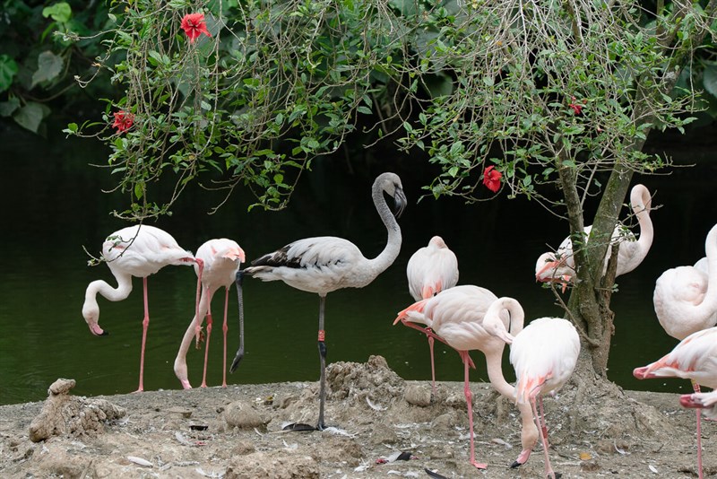 Photo courtesy of the Taipei Zoo