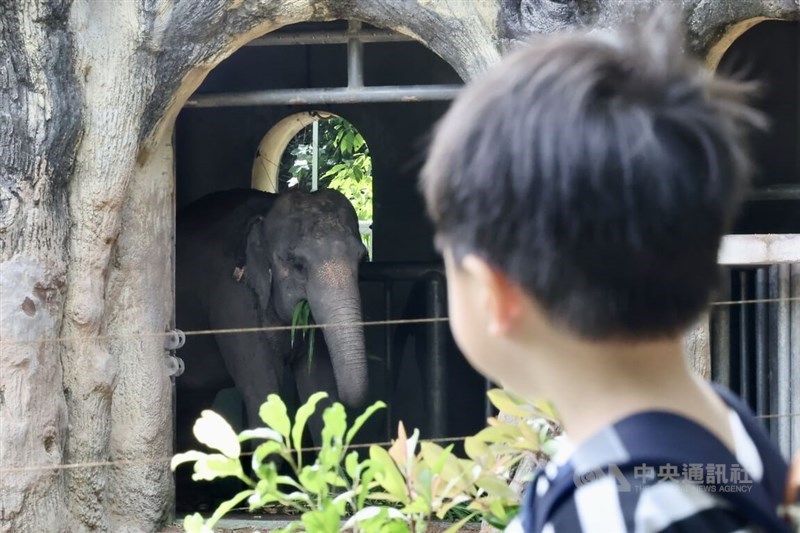 A child looks upon an elephant inside the Taipei Zoo in this CNA file photo