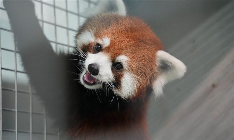 The 2-year-old female red panda. Photo courtesy of Taipei Zoo