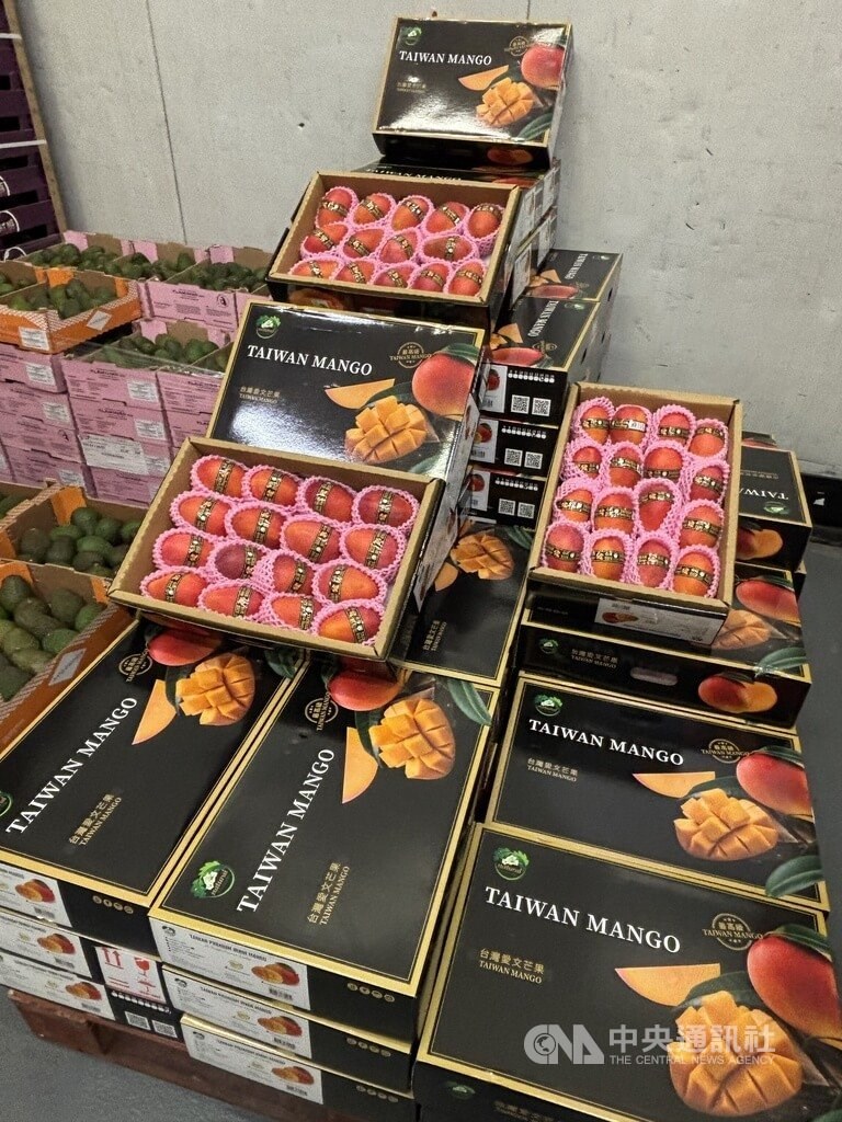 Taiwan-grown mangoes arrive at the Marché International de Rungis in France. CNA photo June 12, 2026