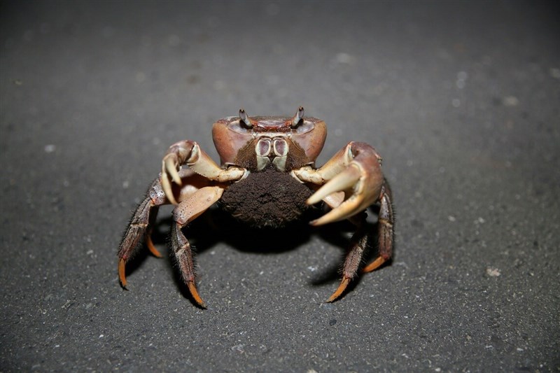 A mangrove land crab. Photo courtesy of Taijiang National Park Headquarters