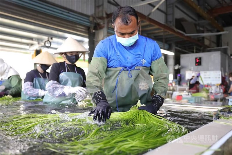Thai migrant worker Kwanchai washes harvested water snowflake at a farm in Kaohsiung's Meinong District in this undated photo. CNA photo June 14, 2026