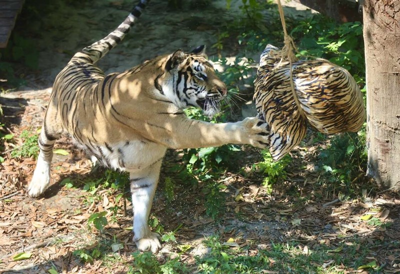 A Bengal tiger plays with a specially made giant "tiger-striped" zongzi made of pasture grass. Photo courtesy of Shoushan Zoo