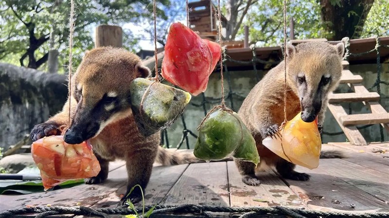 Two coatis -- a raccoon relative with a long snout -- enjoy iced zongzi featuring diced mango, corn and carrots, and other ingredients. Photo courtesy of Shoushan Zoo