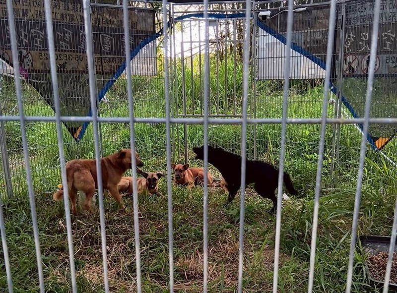 An AI-assisted "smart fence" capture system near Renyitan Reservoir. Photo courtesy of Lin Pei-ju (林珮如), director of the Chiayi County Livestock Disease Control Center, June 28, 2026