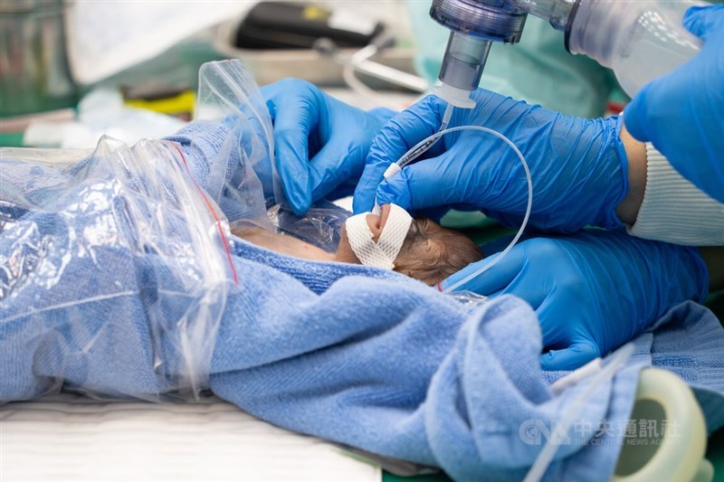 An orangutan is being taken care of after it was delivered by cesarean section at National Taiwan University Veterinary Hospital on Monday. CNA photo June 29, 2026