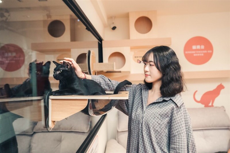 A woman interacts with a black cat at the “Happy Cat Home” at the Banqiao public animal shelter in New Taipei in an undated photo. Photo courtesy of New Taipei's Animal Protection and Health Inspection Office