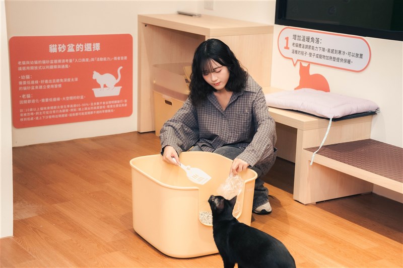 A woman tries cleaning a litter box in the mock home at the “Happy Cat Home” at the Banqiao public animal shelter in an undated photo. Photo courtesy of New Taipei's Animal Protection and Health Inspection Office
