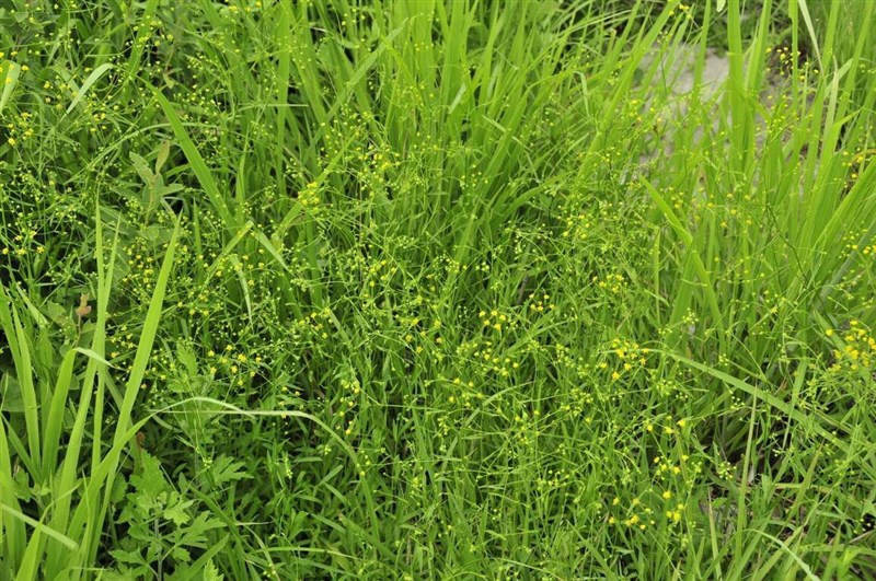 Bupleurum kaoi, an endangered plant species native to Taiwan that grows in low-elevation sunny hillsides. Photo courtesy of Taiwan Biodiversity Research Institute