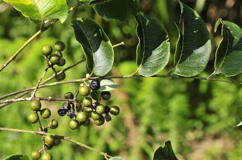 Taiwan cork-tree (Phellodendron amurense var. wilsonii), a critically endangered plant species native to Taiwan valued in traditional Chinese medicine. Photo courtesy of Taiwan Biodiversity Research Institute