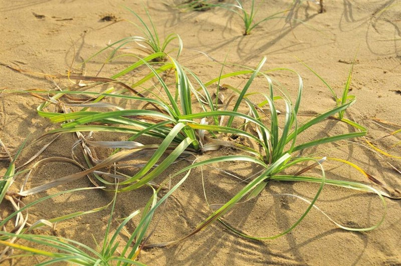 Japanese sedge (Carex kobomugi Ohwi) grows in sandy ground. Photo courtesy of Taiwan Biodiversity Research Institute