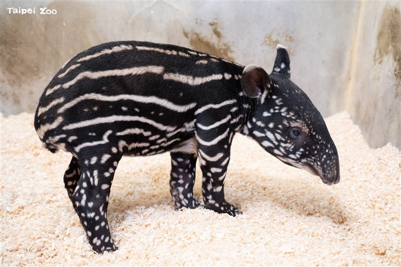 A female Malayan tapir calf. Photo courtesy of the Taipei Zoo Aug. 20, 2026