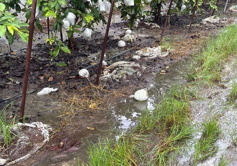 Guavas are seen lying on wet soil following days of heavy rainfall at a farm in southern Taiwan. Photo courtesy of the Kaohsiung Agricultural Bureau