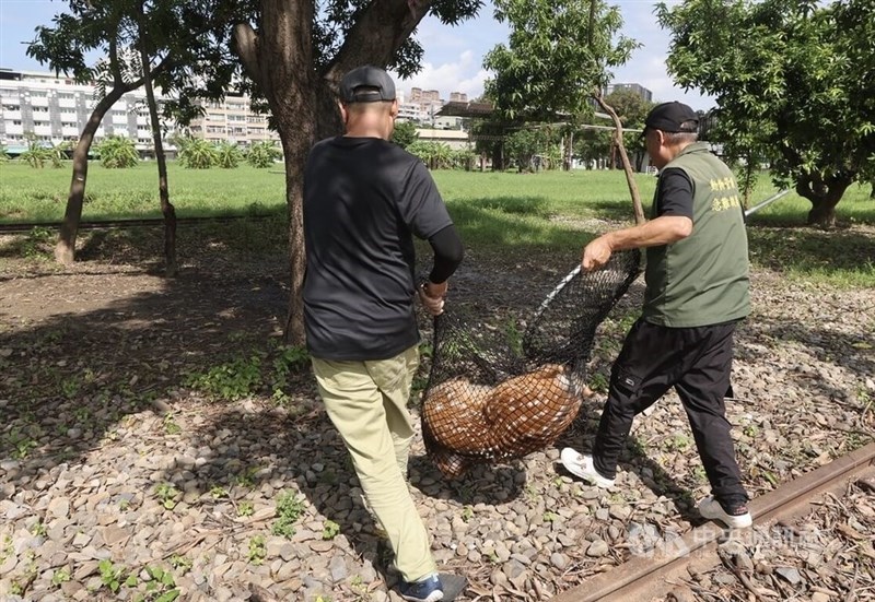 The sika deer is captured with a net by its owner and local authorities in Kaohsiung on Friday. CNA photo Sept. 4, 2026