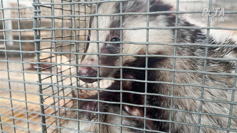 A badger is seen inside a cage at a badger-hair farm in China in this undated photo. Photo courtesy of PETA Asia