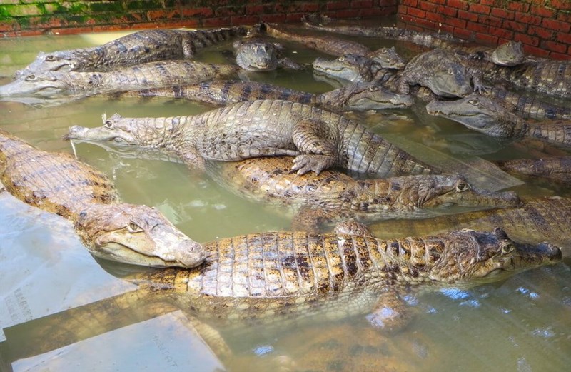 Spectacled caiman. Photo courtesy of the Chiayi County Agriculture Department