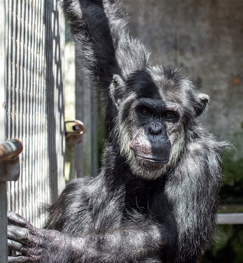 Hsiao Chiang, a 44-year-old male chimpanzee at the Taipei Zoo. Photo courtesy of the Taipei Zoo