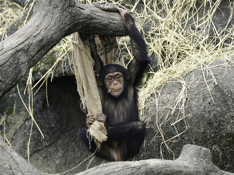 A chimpanzee named Wa Chih sits in its enclosure at the Taipei Zoo in this undated photo. Photo courtesy of the Taipei Zoo