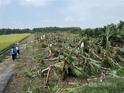 Agricultural losses from Typhoon Kong-rey top NT$1.3 billion