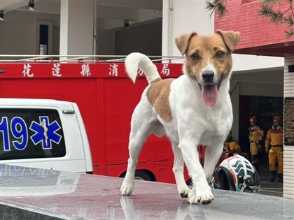 Search and rescue dog Wilson dies after accident during training