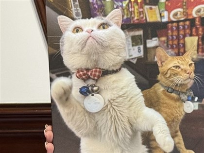 Purrfect Shopkeepers: How Dadaocheng