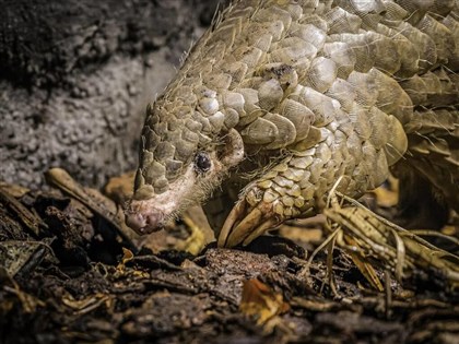 Formosan pangolin gifted to Prague Zoo dies