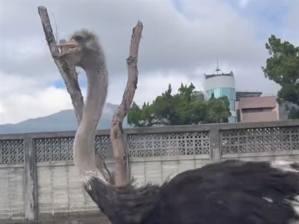 Hualien man fined after his ostrich runs wild on Provincial Highway 9