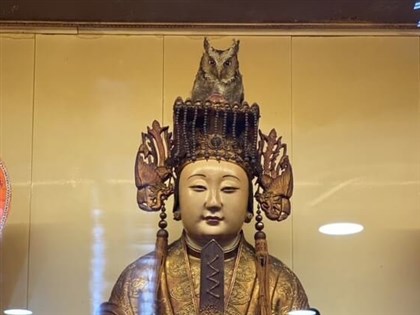 Owl takes up residence in Mazu