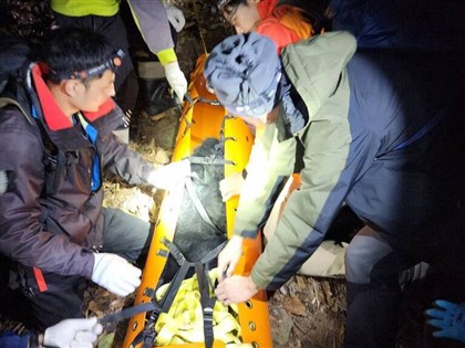 Black bear's paw amputated after trap injury in Miaoli