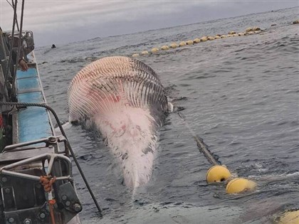 15-meter whale carcass found in Hualien