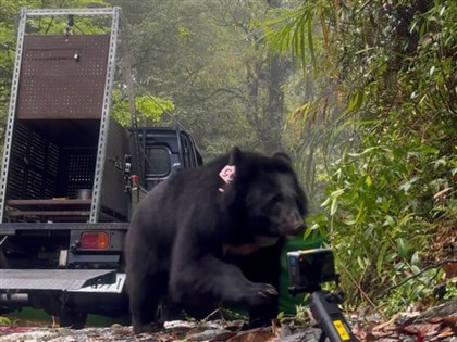 Formosan black bear mother, cub released after 1 year of  rehabilitation