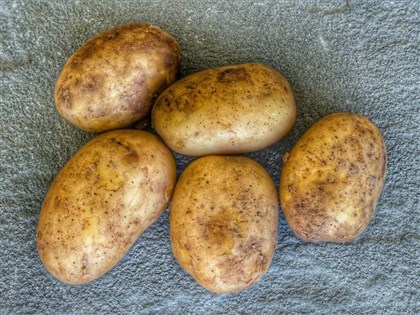 Whole sprouted, moldy imported potatoes will be discarded: Agency