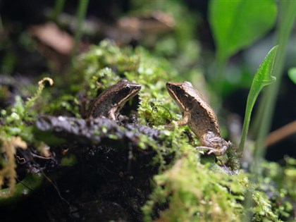 Taipei Zoo breeds over 2,000 endangered endemic frogs
