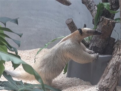 Elderly anteater missing from Taipei Zoo; public asked to report any sightings