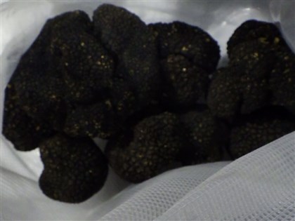 Fresh black truffles rejected at border over excessive cadmium levels