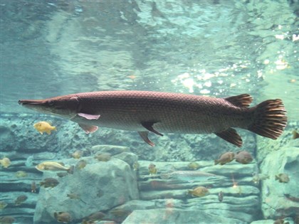Men who caught, ate alligator gar from Taipei park to be fined