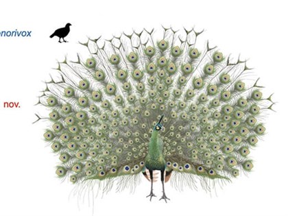 Researchers identify extinct Ice Age peacock species from rare fossil