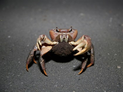 Taijiang Park to impose traffic controls during crab breeding season
