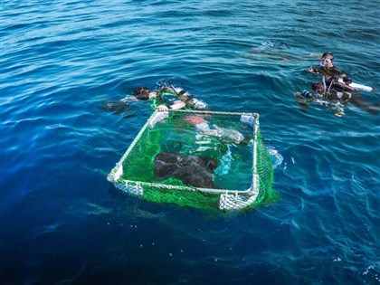 Critically endangered shark ray released off Taitung