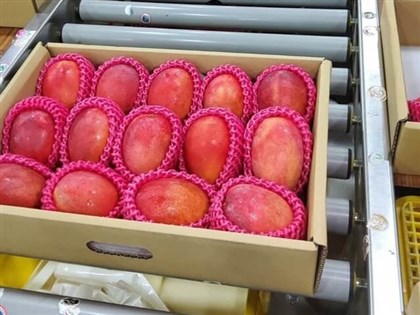 First batch of Taiwanese mangoes to blast off to U.K. on Sunday
