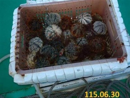 DPP local election candidate caught for illegal sea urchin harvesting