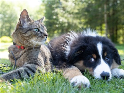 Ban on pets in most national forest recreation areas extended to 2028